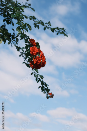 日本風景薔薇