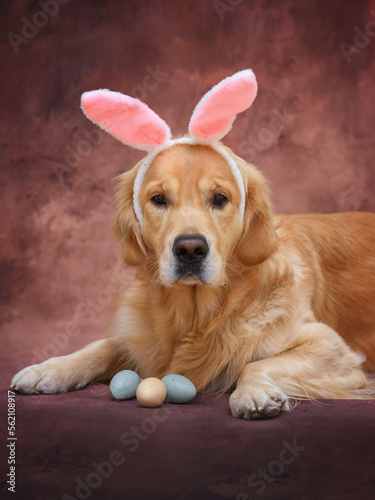 Golden retriever dog in the ears of an easter bunny lies with easter eggs on a plain background