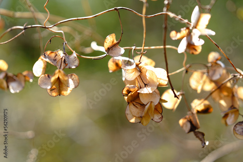 ヤマノイモの蒴果　Dioscorea japonica Thunb. Fototapet