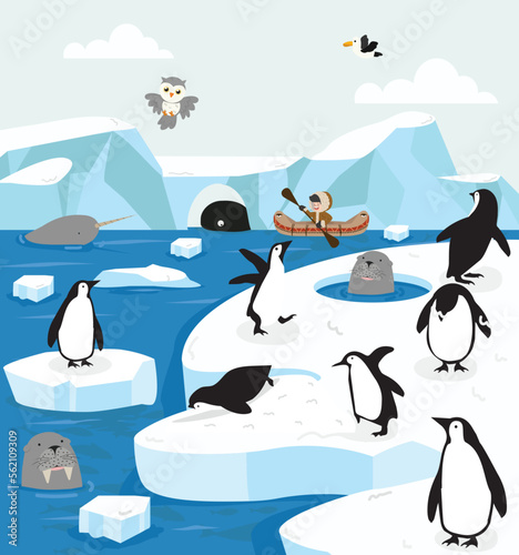 North pole Arctic  Animals Ice Field
