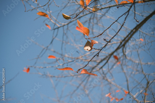 紅葉