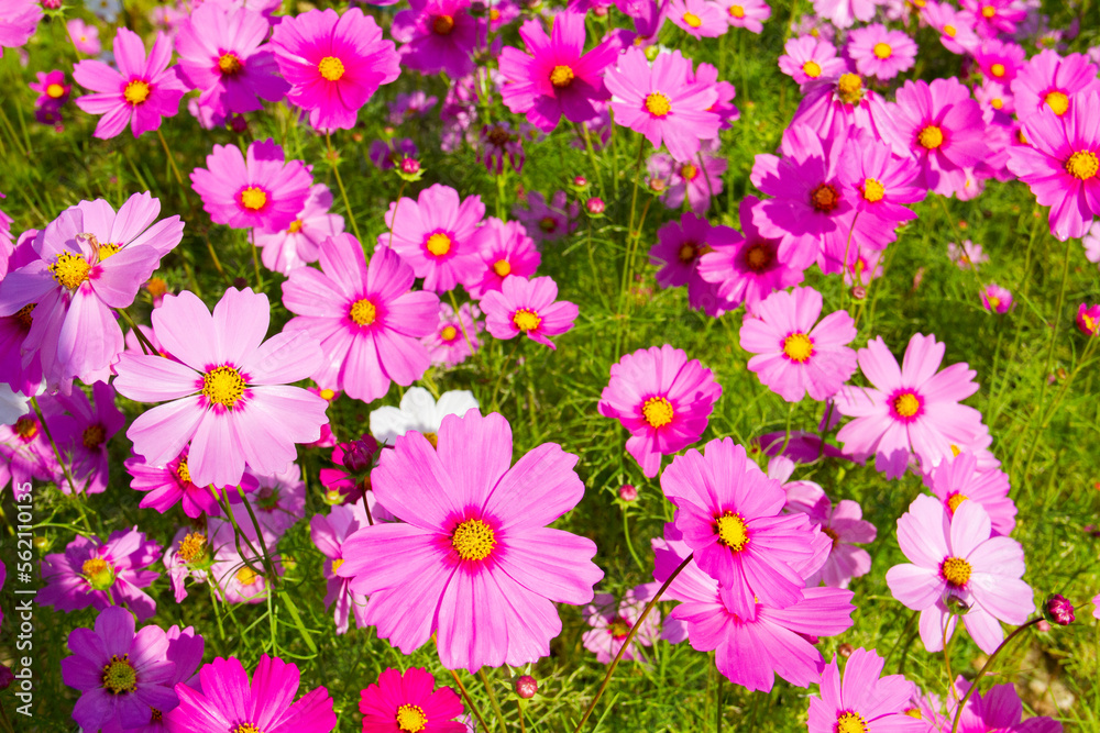 pink cosmos flower blooming in the field.