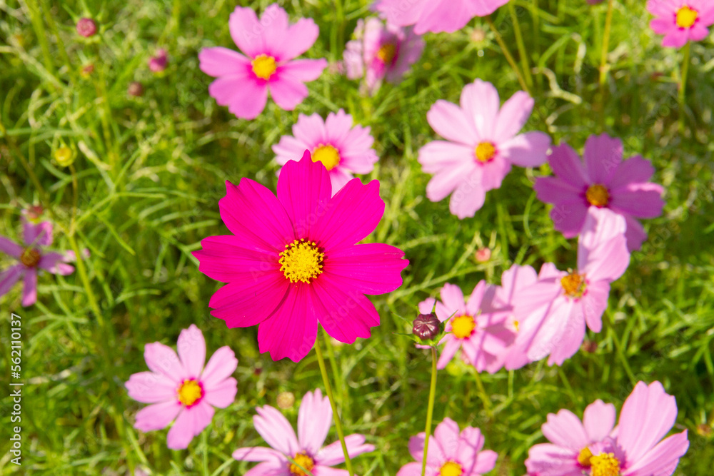 Red cosmos flowers blooming beautifully in the garden with pink blur background. Red cosmos flowers blooming beautifully in the garden with pink blur background.