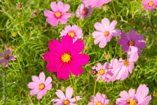 Red cosmos flowers blooming beautifully in the garden with pink blur background.