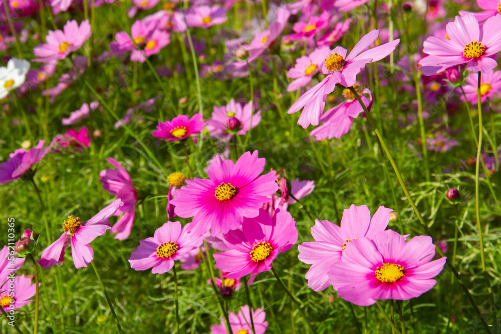 Pink cosmos flowers full blooming in the field. Pink cosmos flowers full blooming in the field.
