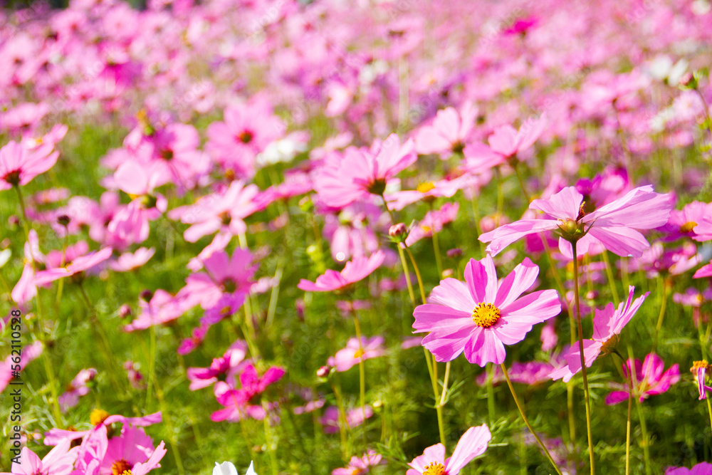 pink cosmos flower blooming in the field.