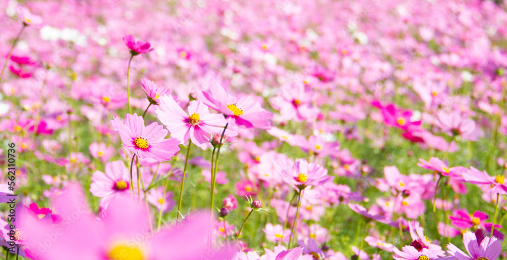 Cosmos pink flowers blooming beautifully in the garden with sot blur background.