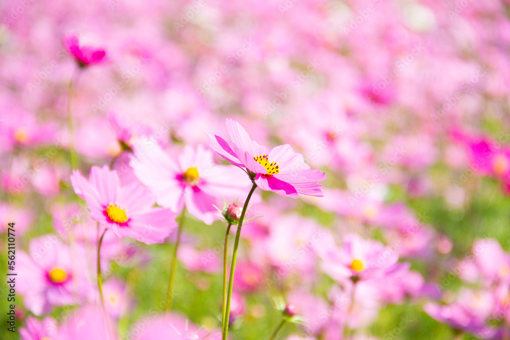 Pink cosmos flowers full blooming in the field.
