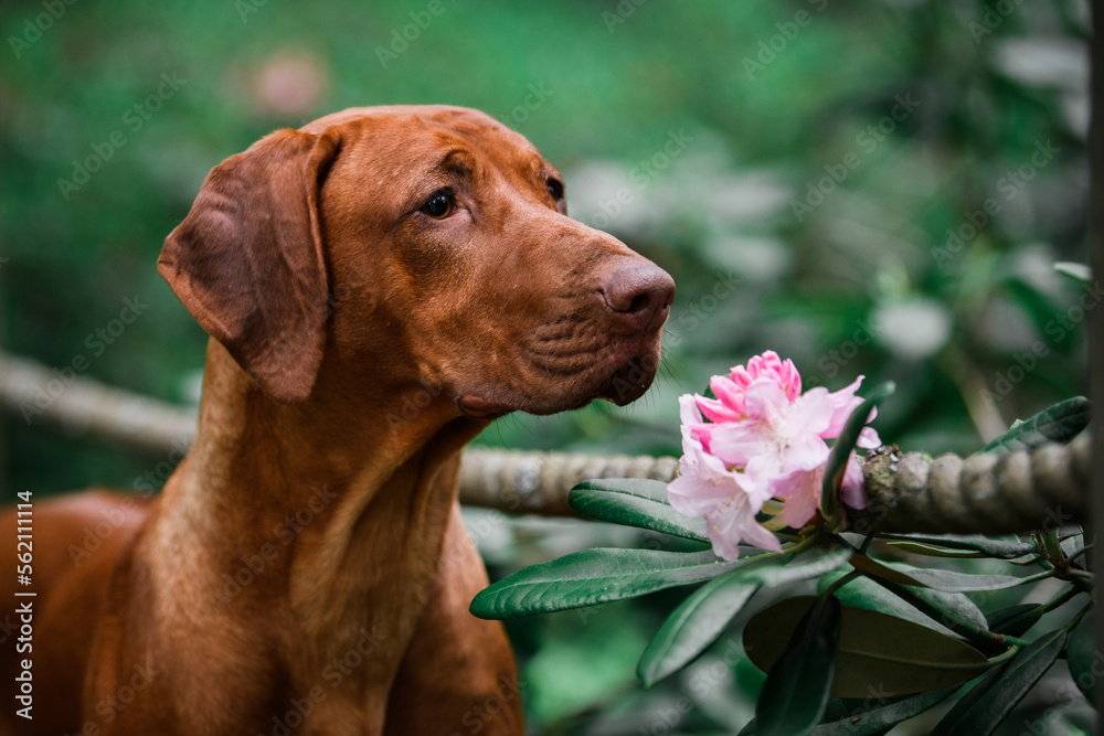 rhodesian ridgeback dog smelling pink rhododendron flower