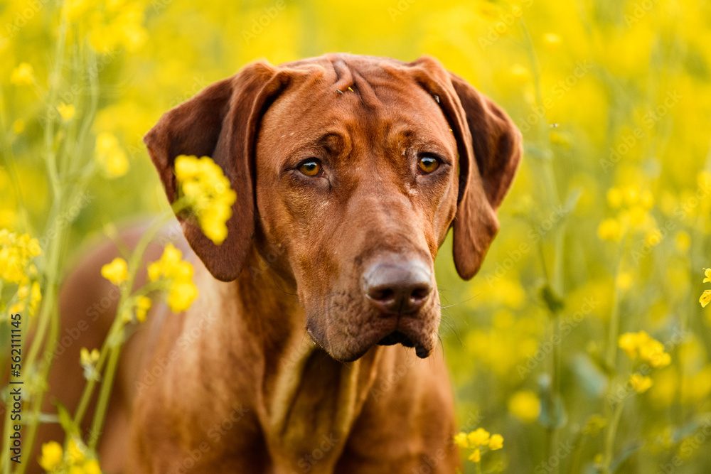 rhodesian ridgeback dog close up portrait in yellow rape flower field