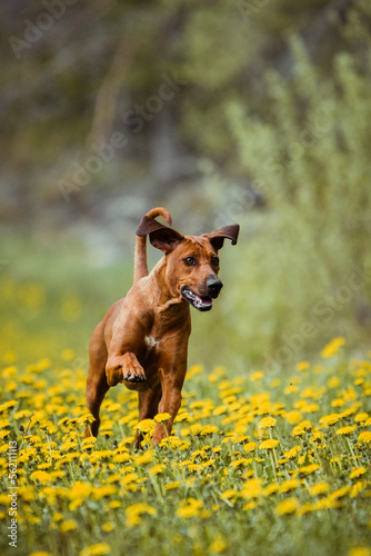 rhodesian ridgeback dog running jumping at blooming yellow dandelion field