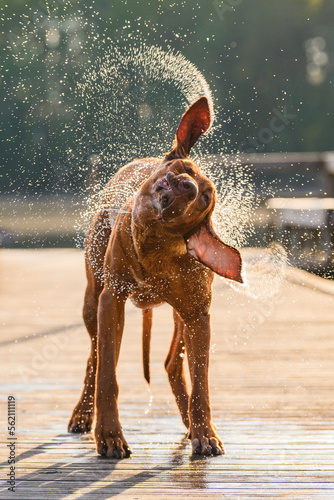 rhodesian ridgeback dog shaking off water on hot summer day
