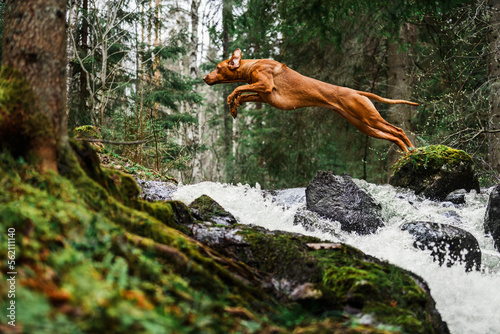 Rhodesian ridgeback dog jumping high above waterfall