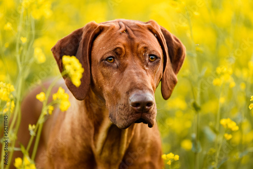 rhodesian ridgeback dog close up portrait in yellow rape flower field