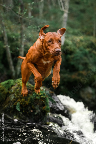 Rhodesian ridgeback dog jumping high above waterfall