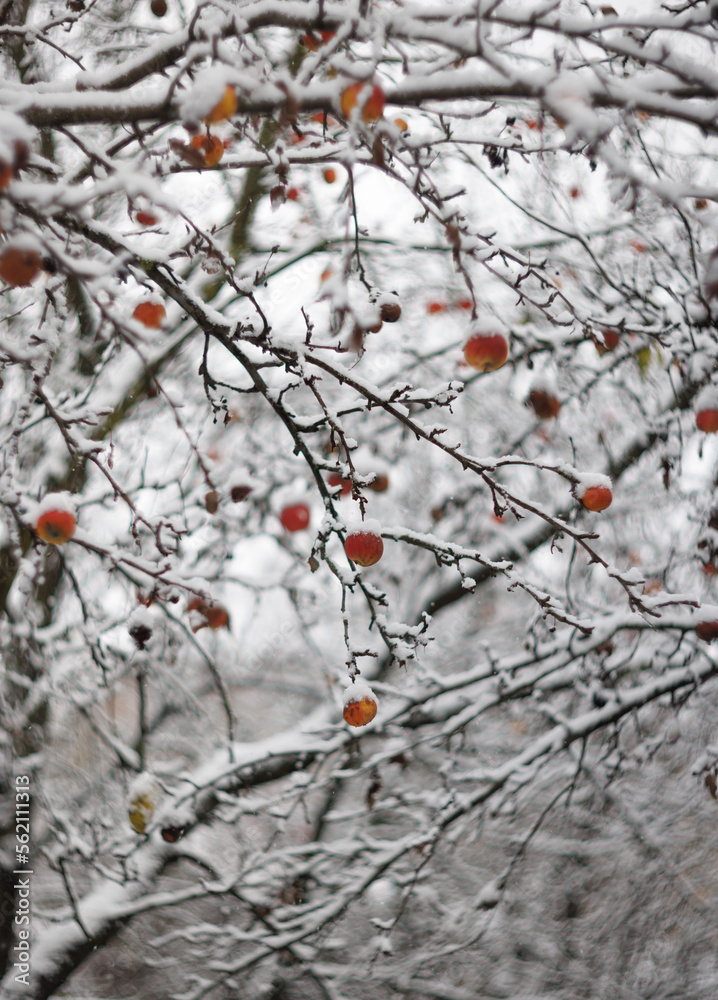 Red apples on a tree covered with snow