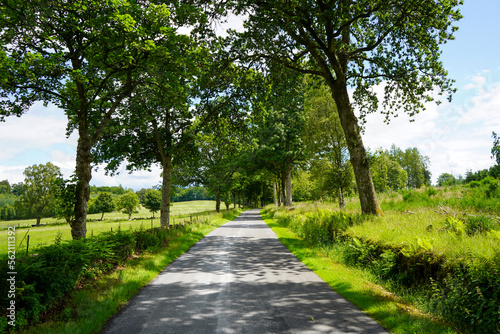 Single track road in the middle of woodland on a summers day