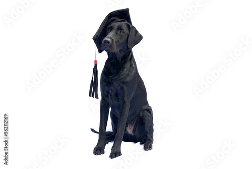 Black labrodor with graduation hat
 photo