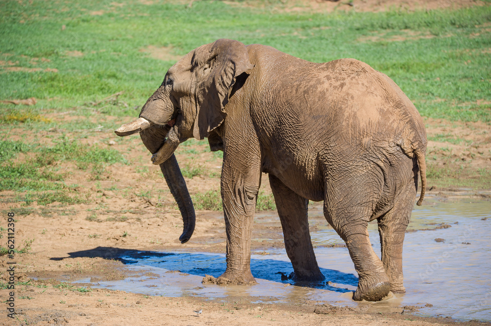 Fototapeta premium Elephant in a dam
