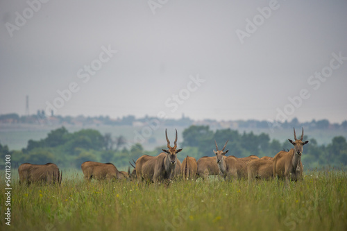 Herd of eland in the bush