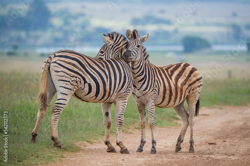zebras on a road