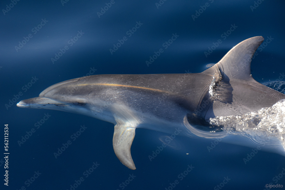 Fototapeta premium Spotted dolphins transparency 
