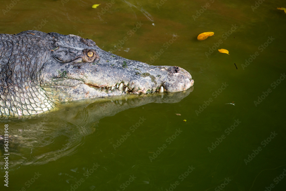 THAILAND PATTAYA CROCODILE FARM THAILAND PATTAYA CROCODILE FARM