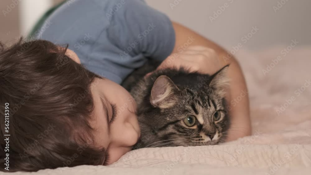 preteen boy hugging a kitten. Child relaxing on the bed with his grey cat. Little kid with his animal. Little boy hugging a kitten. Toddler and kitty