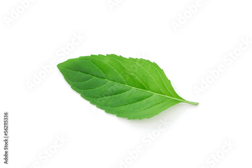 Pepper mint leaf isolated on white background , top view , flat lay.