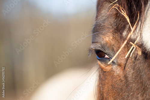 beautiful horse , head close up. Hay on the mane, background with text copy space 