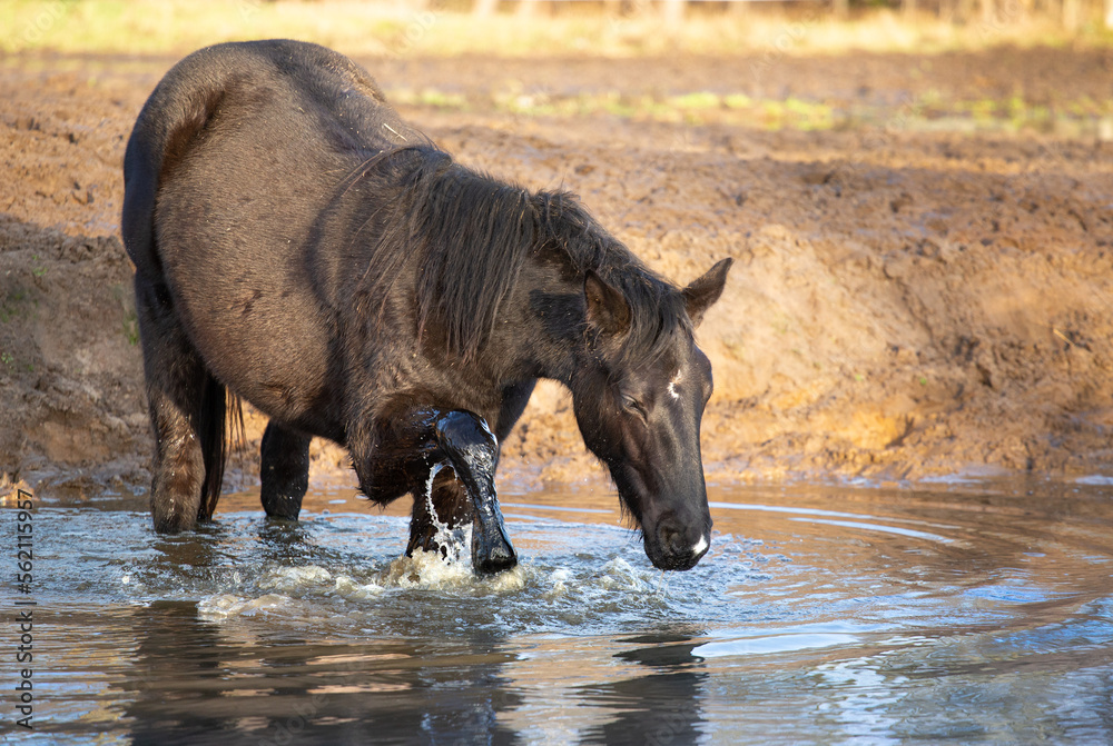 Black young horse in the water. having fun, splashing Black young horse in the water. having fun, splashing