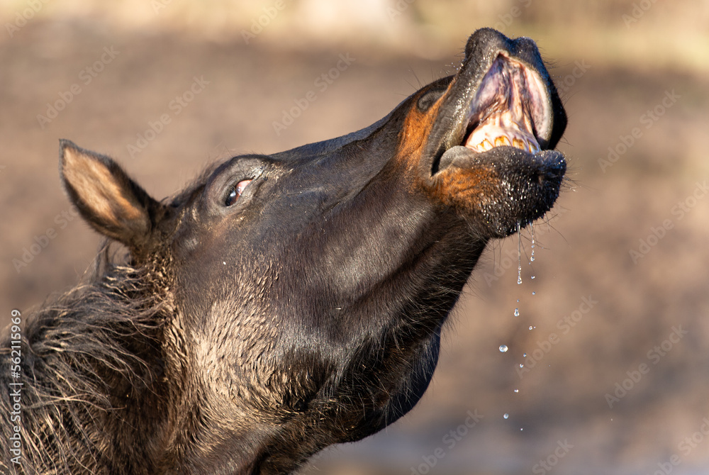 horse sniffs, the horse's head with teeth exposed, laughs Stock Photo
