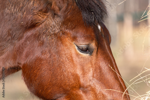The horse is eating hay. The head of a bay  chestnut  horse close up