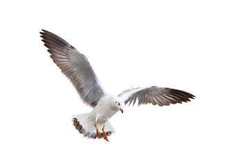 Beautiful seagull flying isolated on transparent background.