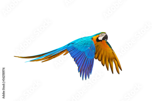 Colorful Macaw parrot flying isolated on transparent background png file