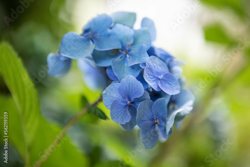 Garden flowers