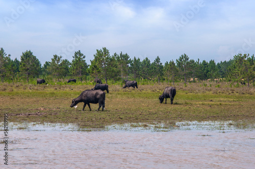 Portrait of a landscape with buffaloes and lake in brazil