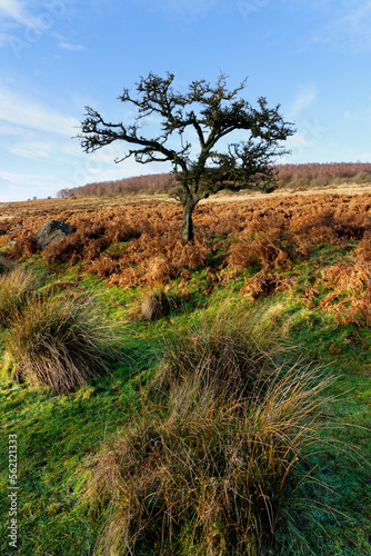 Lone leafless tree on a winter morning in Derbyshire.