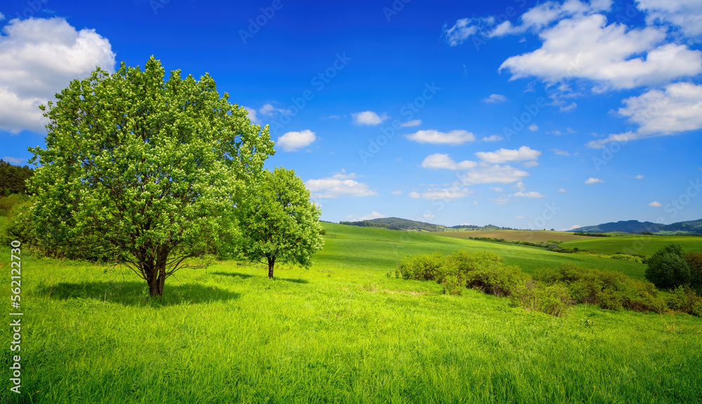 Green spring landscape