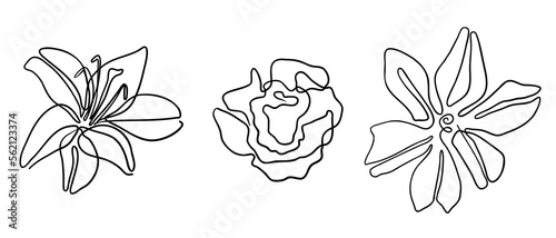 vector minimalistic drawing flowers, one line sketch, hand drawn illustration