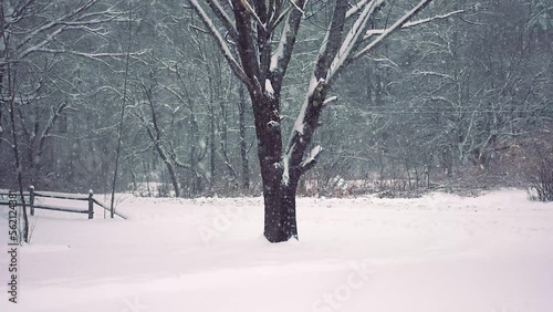 Snow is falling heavily in our yard in Windsor in Upstate NY in January. The tree stands out against the white snow. photo