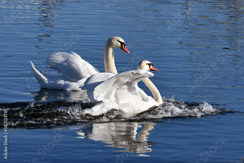 Two Mute swans glide to a stop after landing on lake in unison