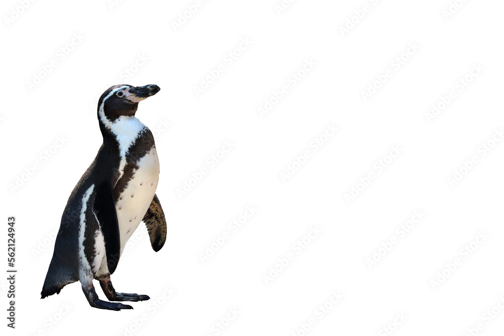 Obraz premium Humboldt penguin standing isolated on transparent background png file 