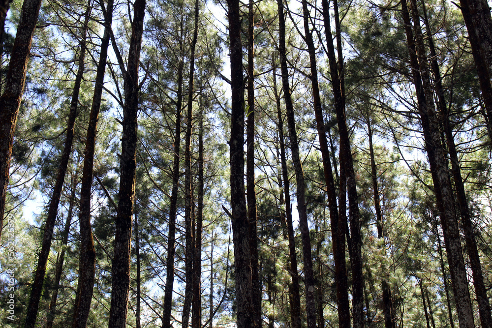 Pine forest in Jogja or called Hutan Pinus. Pine forest in Jogja or called Hutan Pinus.