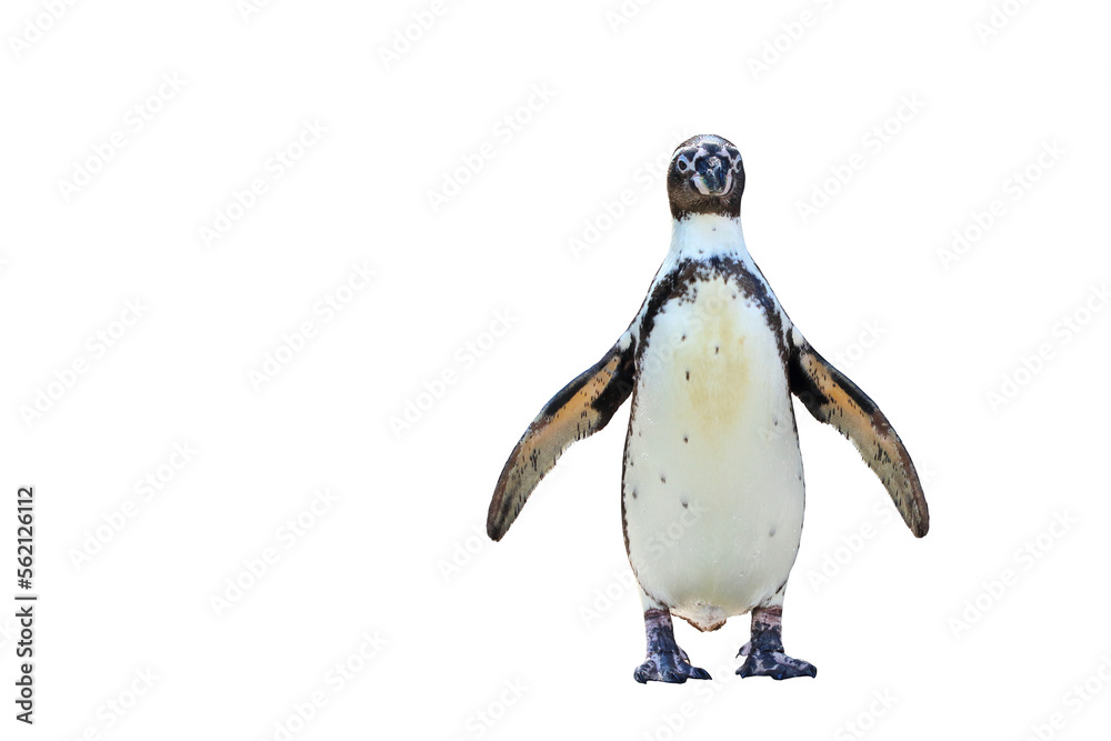 Fototapeta premium Humboldt penguin standing isolated on transparent background png file