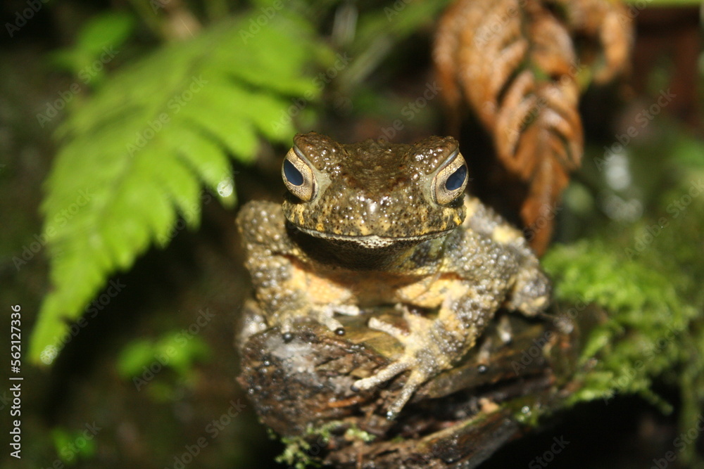 frog on a leaf