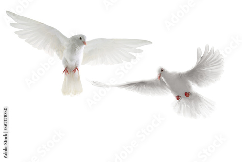 Photographie white dove isolated on transparent background