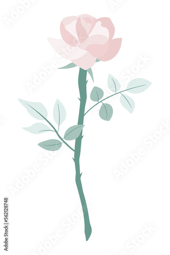 blossom pink rose isolate on transparency background