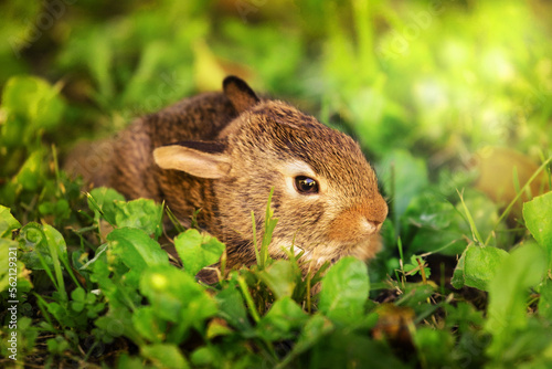 cucciolo di coniglietto photo