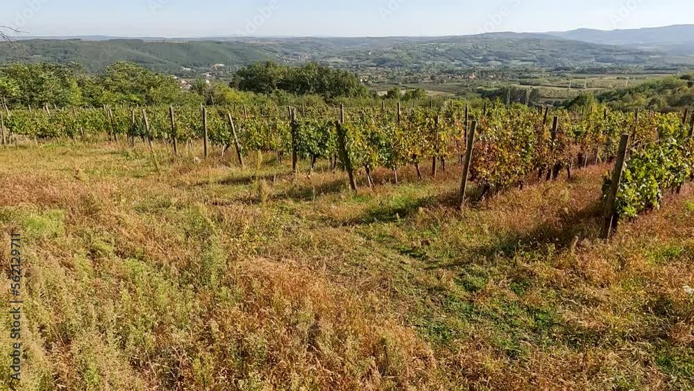 Beautiful view of vineyard landscape on sunny autumn days. Green hills and valleys with blue sky and white clouds. Scenery of plantation of grape vines. Beautiful view of vineyard landscape on sunny autumn days. Green hills and valleys with blue sky and white clouds. Scenery of plantation of grape vines.
